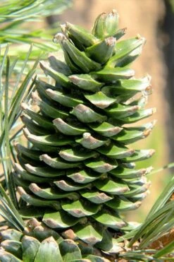 Silveray Korean Pine (Pinus Koraiensis) - 3 Gallon Pot -Healthy Plant Shop pinus koraiensis silveray korean pine 2