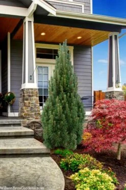 Frank's Columnar Austrian Black Pine (Pinus Nigra) - 5 Gallon Pot -Healthy Plant Shop pinus nigra frank columnar austrian pine 3