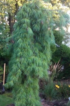 Angel Falls Weeping Eastern White Pine - 3 Gallon Pot