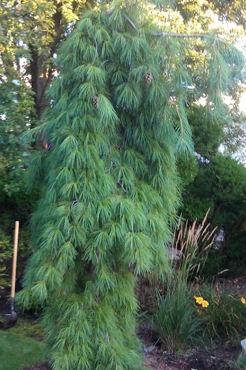 Angel Falls Weeping Eastern White Pine - 3 Gallon Pot 1 Angel Falls Weeping Eastern White Pine - 3 Gallon Pot