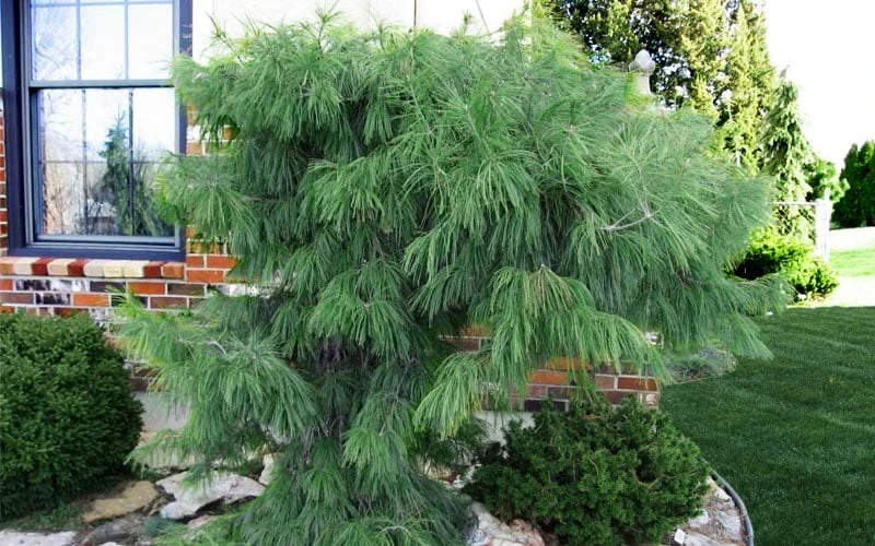 Angel Falls Weeping Eastern White Pine - 3 Gallon Pot 4 Angel Falls Weeping Eastern White Pine - 3 Gallon Pot - Image 4
