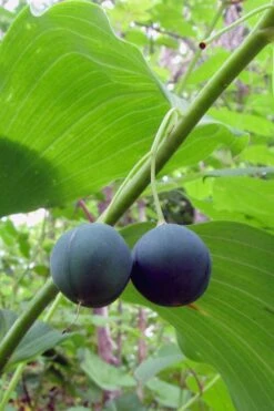 Jinguji Red Stem Solomon's Seal (Polygonatum) - 1 Gallon Pot -Healthy Plant Shop polygonatum biflorum solomons seal 15