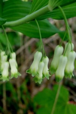 Jinguji Red Stem Solomon's Seal (Polygonatum) - 1 Gallon Pot -Healthy Plant Shop polygonatum biflorum solomons seal 16