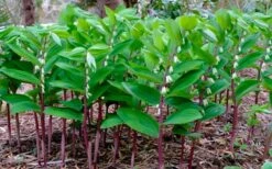 Jinguji Red Stem Solomon's Seal (Polygonatum) - 1 Gallon Pot -Healthy Plant Shop polygonatum jinguji solomons seal 3