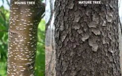 Wild Black Cherry Tree - 3 Gallon Pot -Healthy Plant Shop prunus serotina wild black cherry tree 10