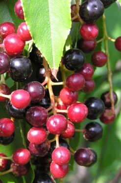 Wild Black Cherry Tree - 3 Gallon Pot -Healthy Plant Shop prunus serotina wild black cherry tree 4