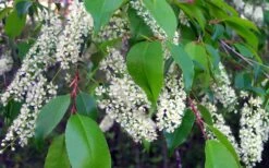 Wild Black Cherry Tree - 3 Gallon Pot -Healthy Plant Shop prunus serotina wild black cherry tree 8