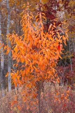 Wild Black Cherry Tree - 3 Gallon Pot -Healthy Plant Shop prunus serotina wild black cherry tree 9