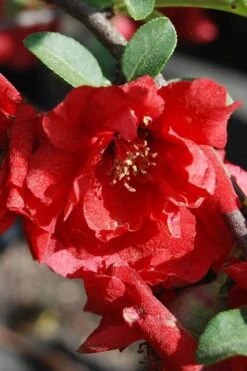 Iwai Nishiki Red Flowering Quince - 1 Gallon Pot -Healthy Plant Shop quince iwai nishiki