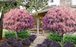 Rosalinda Indian Hawthorn Single Trunk Tree - 7 Gallon Pot (6-7') -Healthy Plant Shop rhaphiolepis rosalind majestic beauty indian hawthorn tree 8