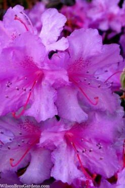 Abbey's Re-View Evergreen Native Azalea - 3 Gallon Pot 11 Abbey's Re-View Evergreen Native Azalea - 3 Gallon Pot -Healthy Plant Shop rhododendron abbeys review evergreen native azalea 3