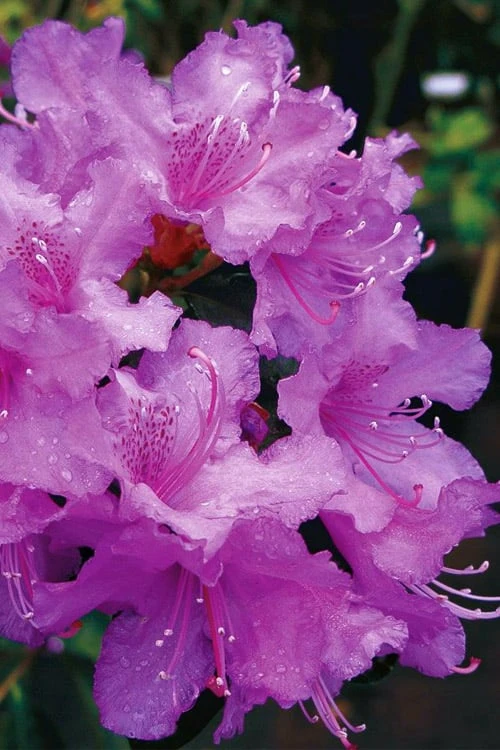 Abbey's Re-View Evergreen Native Azalea - 3 Gallon Pot 4 Abbey's Re-View Evergreen Native Azalea - 3 Gallon Pot - Image 4