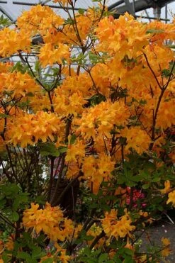Florida Flame Native Azalea (Rhododendron Austrinum) - 3 Gallon Pot -Healthy Plant Shop rhododendron austrinum florida flame native azalea 4