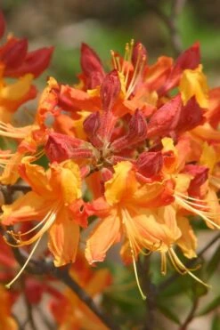 Florida Flame Native Azalea (Rhododendron Austrinum) - 3 Gallon Pot -Healthy Plant Shop rhododendron austrinum florida flame native azalea 5