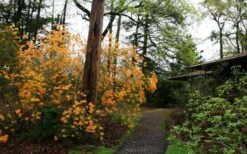 Florida Flame Native Azalea (Rhododendron Austrinum) - 3 Gallon Pot -Healthy Plant Shop rhododendron austrinum florida flame native azalea 8