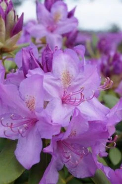 Boursault Catawba Rhododendron - 1 Gallon Pot 11 Boursault Catawba Rhododendron - 1 Gallon Pot -Healthy Plant Shop rhododendron boursault 4