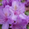 Boursault Catawba Rhododendron - 1 Gallon Pot