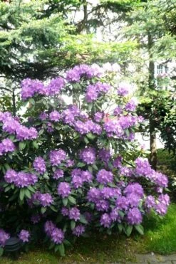 Boursault Catawba Rhododendron - 1 Gallon Pot 9 Boursault Catawba Rhododendron - 1 Gallon Pot -Healthy Plant Shop rhododendron boursault 6