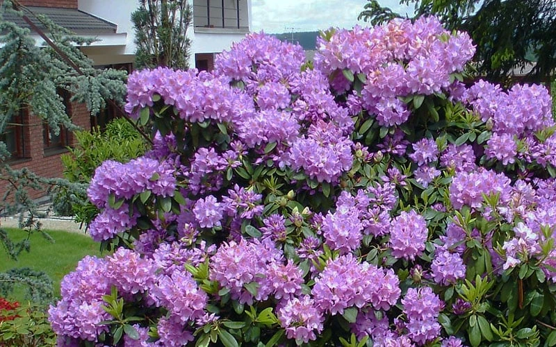 Grandiflorum Catawba Rhododendron - 3 Gallon Pot 5 Grandiflorum Catawba Rhododendron - 3 Gallon Pot - Image 5