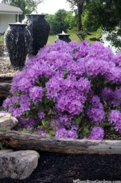 Grandiflorum Catawba Rhododendron - 3 Gallon Pot 11 Grandiflorum Catawba Rhododendron - 3 Gallon Pot -Healthy Plant Shop rhododendron catawbiense grandiflorum 100