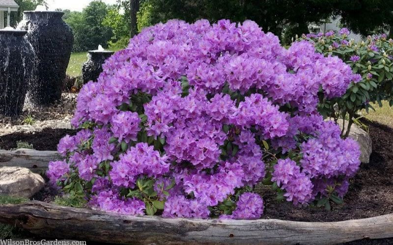 Grandiflorum Catawba Rhododendron - 3 Gallon Pot 6 Grandiflorum Catawba Rhododendron - 3 Gallon Pot - Image 6