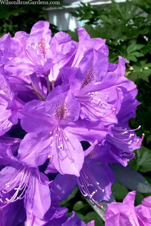 Grandiflorum Catawba Rhododendron - 3 Gallon Pot 1 Grandiflorum Catawba Rhododendron - 3 Gallon Pot