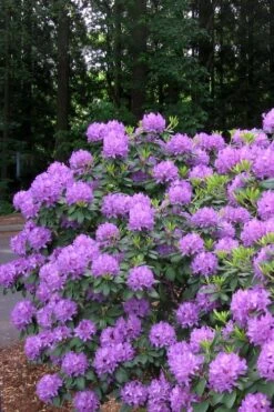 Grandiflorum Catawba Rhododendron - 3 Gallon Pot 14 Grandiflorum Catawba Rhododendron - 3 Gallon Pot -Healthy Plant Shop rhododendron catawbiense grandiflorum 6