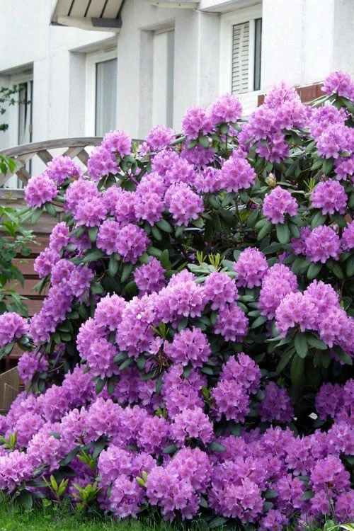 Grandiflorum Catawba Rhododendron - 3 Gallon Pot 8 Grandiflorum Catawba Rhododendron - 3 Gallon Pot - Image 8