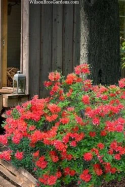 Jake's Red Oconee Native Azalea (Rhododendron Flammeum) - 3 Gallon Pot 8 Jake's Red Oconee Native Azalea (Rhododendron Flammeum) - 3 Gallon Pot -Healthy Plant Shop rhododendron flammeum jakes red 4