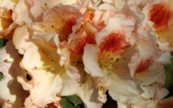 Marylou Rhododendron - 5 Gallon Pot 11 Marylou Rhododendron - 5 Gallon Pot -Healthy Plant Shop rhododendron marylou 10