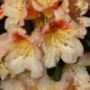 Marylou Rhododendron - 5 Gallon Pot