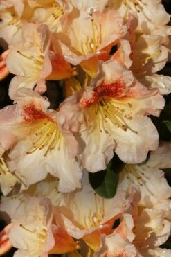 Marylou Rhododendron - 5 Gallon Pot
