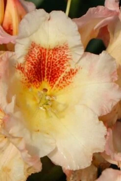 Marylou Rhododendron - 5 Gallon Pot 15 Marylou Rhododendron - 5 Gallon Pot -Healthy Plant Shop rhododendron marylou 4