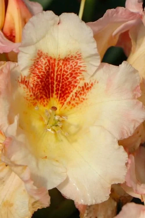 Marylou Rhododendron - 5 Gallon Pot 8 Marylou Rhododendron - 5 Gallon Pot - Image 8