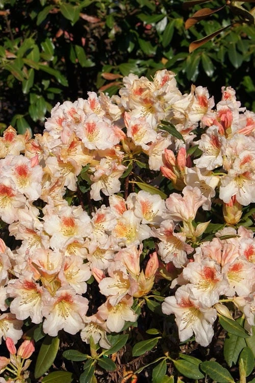Marylou Rhododendron - 5 Gallon Pot 6 Marylou Rhododendron - 5 Gallon Pot - Image 6