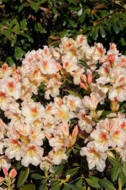 Marylou Rhododendron - 5 Gallon Pot 12 Marylou Rhododendron - 5 Gallon Pot -Healthy Plant Shop rhododendron marylou 8