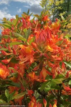 Smitty's Orange Crush Native Azalea (Rhododendron X) - 3 Gallon Pot 8 Smitty's Orange Crush Native Azalea (Rhododendron X) - 3 Gallon Pot -Healthy Plant Shop rhododendron smittys orange crush native azalea 1
