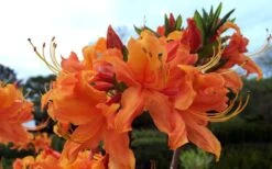 Smitty's Orange Crush Native Azalea (Rhododendron X) - 3 Gallon Pot 9 Smitty's Orange Crush Native Azalea (Rhododendron X) - 3 Gallon Pot -Healthy Plant Shop rhododendron smittys orange crush native azalea 4