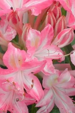 Ribbon Candy Swamp Azalea (Rhododendron Viscosum) - 2 Gallon Pot -Healthy Plant Shop rhododendron viscosum ribbon candy swamp azalea 1