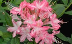 Ribbon Candy Swamp Azalea (Rhododendron Viscosum) - 2 Gallon Pot -Healthy Plant Shop rhododendron viscosum ribbon candy swamp azalea 3