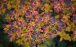 Ribbon Candy Swamp Azalea (Rhododendron Viscosum) - 2 Gallon Pot -Healthy Plant Shop rhododendron viscosum swamp azalea 3