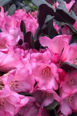 Wine And Roses Rhododendron - 5 Gallon Pot -Healthy Plant Shop rhododendron wine and roses 11