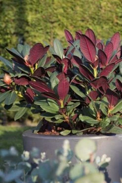 Wine And Roses Rhododendron - 5 Gallon Pot -Healthy Plant Shop rhododendron wine and roses 15