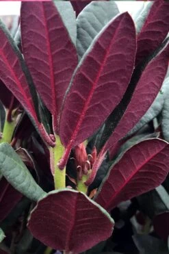 Wine And Roses Rhododendron - 5 Gallon Pot -Healthy Plant Shop rhododendron wine and roses 2