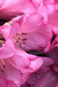 Wine And Roses Rhododendron - 5 Gallon Pot -Healthy Plant Shop rhododendron wine and roses 9