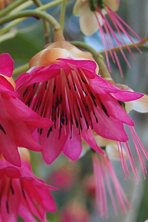 Scarlet Bells' Hong Kong Rose (Rhodoleia Henryi) - 3 Gallon Pot 10 Scarlet Bells' Hong Kong Rose (Rhodoleia Henryi) - 3 Gallon Pot - Image 10