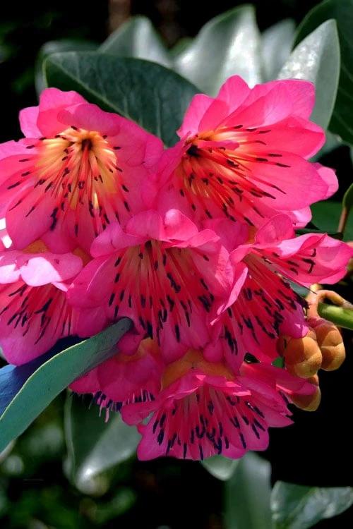 Scarlet Bells' Hong Kong Rose (Rhodoleia Henryi) - 3 Gallon Pot 1 Scarlet Bells' Hong Kong Rose (Rhodoleia Henryi) - 3 Gallon Pot