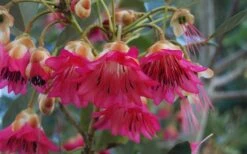 Scarlet Bells' Hong Kong Rose (Rhodoleia Henryi) - 3 Gallon Pot 17 Scarlet Bells' Hong Kong Rose (Rhodoleia Henryi) - 3 Gallon Pot -Healthy Plant Shop rhodoleia henryi scarlet bells hong kong rose 102