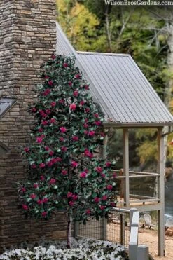 Scarlet Bells' Hong Kong Rose (Rhodoleia Henryi) - 3 Gallon Pot 14 Scarlet Bells' Hong Kong Rose (Rhodoleia Henryi) - 3 Gallon Pot -Healthy Plant Shop rhodoleia henryi scarlet bells hong kong rose 106