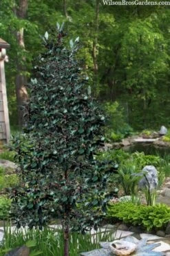 Scarlet Bells' Hong Kong Rose (Rhodoleia Henryi) - 3 Gallon Pot 21 Scarlet Bells' Hong Kong Rose (Rhodoleia Henryi) - 3 Gallon Pot -Healthy Plant Shop rhodoleia henryi scarlet bells hong kong rose 20